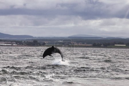 Téléchargez les photos : Cette image captivante capture l'énergie dynamique d'un dauphin qui saute des eaux agitées du Moray Firth. Le ciel dramatique au-dessus établit une toile de fond lunatique, soulignant la grâce des dauphins et - en image libre de droit