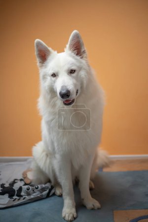 Téléchargez les photos : Portrait of a white swiss shepherd dog on an orange background. - en image libre de droit