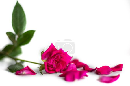 pink rose with fallen leaves on a white background.