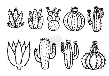 Illustrations vectorielles de cactus, succulents vectoriels dessinés à la main.