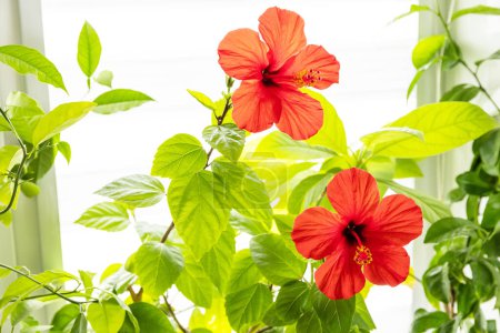 Téléchargez les photos : Fleur d'hibiscus rouge, concept de jardin écologique. Plantes d'intérieur dans un intérieur moderne. - en image libre de droit