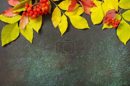 Téléchargez les photos : Composition d'automne avec des feuilles colorées et des baies naturelles d'automne. Confortable humeur automnale. Carte de voeux Automne. - en image libre de droit