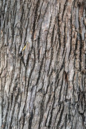 Photo for Texture of natural old bark, Close-up detail of nature plant - Royalty Free Image