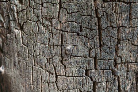 Téléchargez les photos : Texture de la vieille écorce naturelle, Gros plan détail de la plante naturelle - en image libre de droit