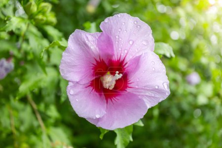 Koreanische Nationalblume im Namen Rose von Sharon oder Mugunghwa Blume in der Sommersaison.