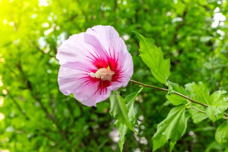 Photo for Korean national flower in the name Rose of Sharon or Mugunghwa flower in the summer season. - Royalty Free Image