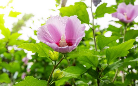 Foto de Flor nacional coreana en el nombre Rosa de Sharon o flor Mugunghwa en la temporada de verano. - Imagen libre de derechos