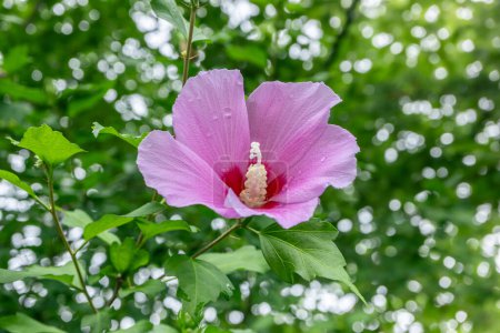 Photo for Korean national flower in the name Rose of Sharon or Mugunghwa flower in the summer season. - Royalty Free Image