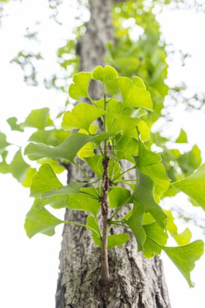 Téléchargez les photos : Ginkgo quitte la plante à base de plantes avec la branche du ginkgo dans la lumière du soleil du matin - en image libre de droit