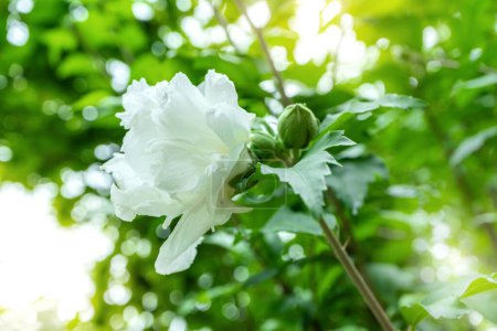 Téléchargez les photos : La fleur blanche de Mugunghwa est une fleur nationale coréenne ou au nom de Rose de Sharon, elles fleurissent en été. - en image libre de droit