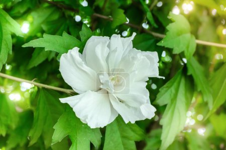Foto de Flor blanca Mugunghwa es una flor nacional coreana o en el nombre de Rosa de Sharon, florecen en el verano. - Imagen libre de derechos