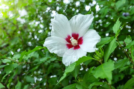 Foto de Flor blanca Mugunghwa es una flor nacional coreana o en el nombre de Rosa de Sharon, florecen en el verano. - Imagen libre de derechos
