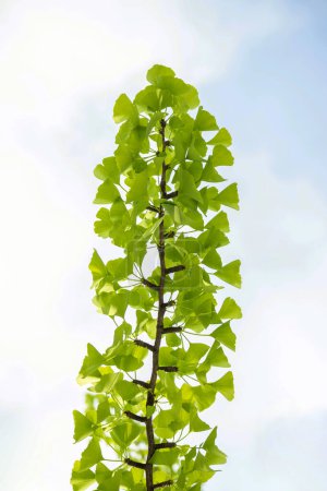 Téléchargez les photos : Ginkgo quitte la plante à base de plantes avec la branche du ginkgo dans la lumière du soleil du matin - en image libre de droit