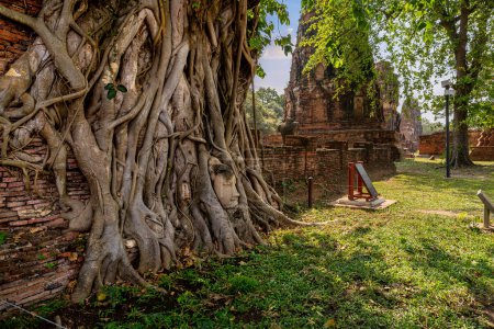 Foto de Buda cabeza en las raíces de un gran árbol de Bodhi en Wat Mahathat los famosos sitios históricos en Ayutthaya, Tailandia - Imagen libre de derechos