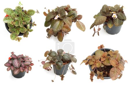 Photo for Episcia Cupreata house plants isolated on white background - Royalty Free Image