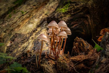 Photo for Eine Gruppe Pilze im Wald - Royalty Free Image