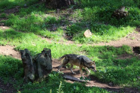 Téléchargez les photos : Conception créative du loup sur le terrain - en image libre de droit