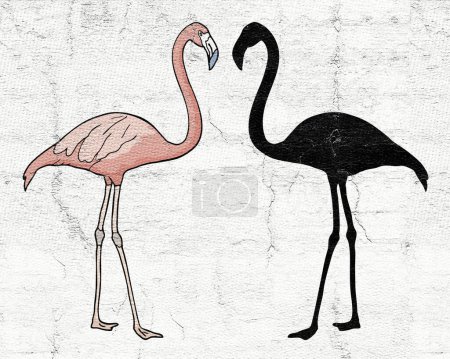 Téléchargez les photos : Belle image de Flamingo ombre - en image libre de droit