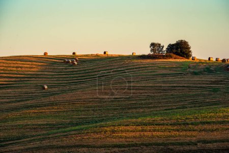 Photo for Tuscan landscape of the Sienese hills Straw bales at sunset in a cut wheat field - Royalty Free Image