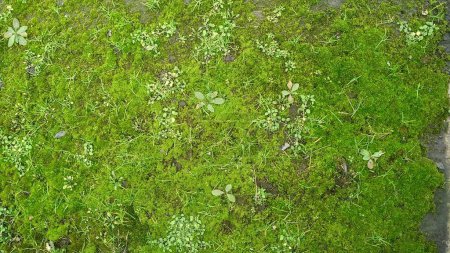Téléchargez les photos : Couverture verte dans le jardin sous les rayons du soleil de printemps - en image libre de droit