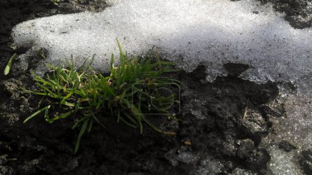 Ground appears from under the snow in the early spring