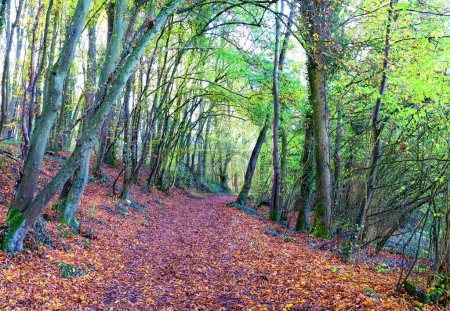 Foto de Paisaje forestal en otoño. Ardenas, Durbuy, Bélgica. - Imagen libre de derechos