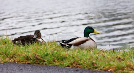 Photo for Male duck and female duck are resting on the side of the water. Mallard ducks. - Royalty Free Image