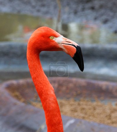 Foto de Hermoso flamenco naranja. Cabeza y cuello en primer plano. Fenicópteros. - Imagen libre de derechos