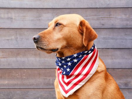 Stolzer Labrador Retriever Hund mit amerikanischem Schal. Amerikanisches Urlaubskonzept.
