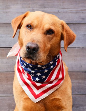 Foto de Labrador perro recuperador con bufanda americana. Concepto de fiesta estadounidense: día conmemorativo, día de la independencia, día patriota, ... - Imagen libre de derechos