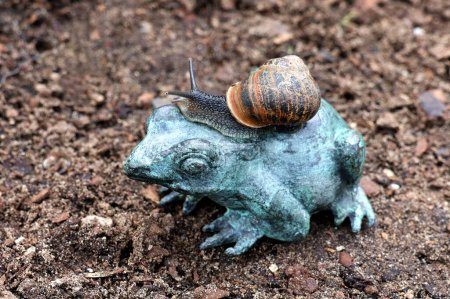 Photo for Garden snail crawls on a bronze frog. Mollusk and garden decoration. - Royalty Free Image