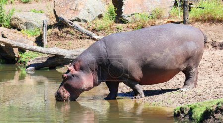 Hippopotamus drinks from the water in safari park Beekse Bergen in the Netherlands. Hippopotamus amphibius.