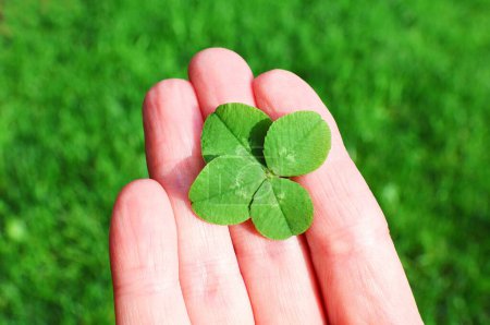Photo for Four-leaf clover in a hand. Concept Saint Patricks day, lucky charm,... - Royalty Free Image