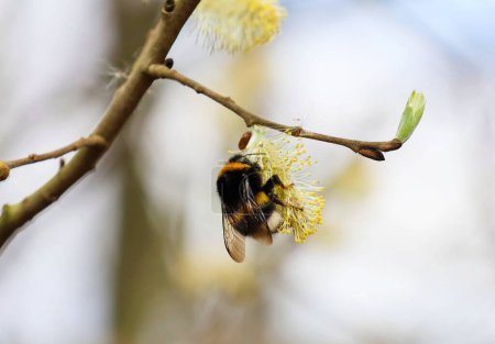 Bumblebee insect on a willow catkin. Selective focus.