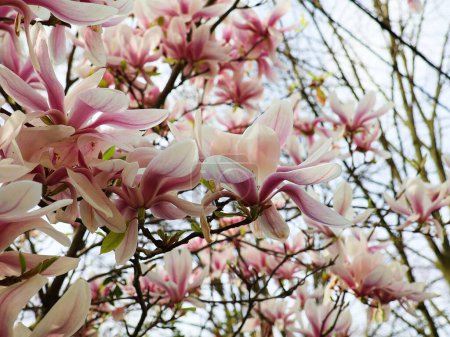 Magnolia tree in bloom. Beautiful spring bloomer with pink and white flowers.