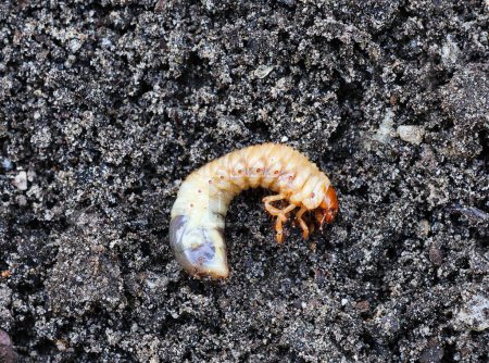 Engerling . Larva of a cockchafer.