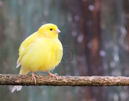 Pájaro canario amarillo (Serinus canaria) se sienta en una rama.