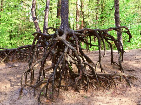 Tree roots above the ground. Aerial roots in the forest at the Kabouterberg in Kasterlee, Belgium.
