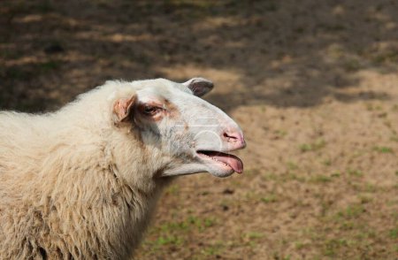 Téléchargez les photos : Un mouton qui bêle. Portrait d'un mouton en vue latérale. - en image libre de droit