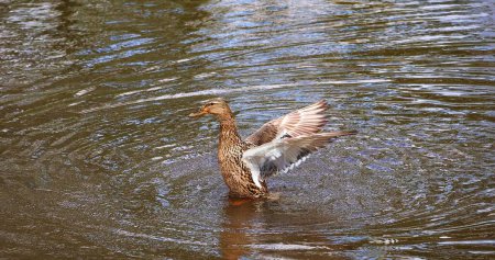 A duck spreads her wings in the shallow water.