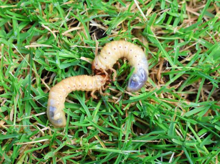 Grubs on the grass. Larvae of the cockchafer.