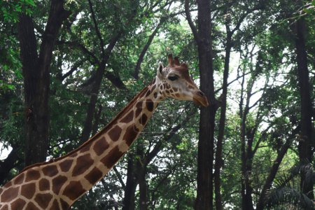 Foto de Un largo cuello de jirafa con árboles y naturaleza en el fondo - Imagen libre de derechos