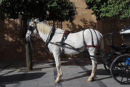 Photo for A Horse Carriage with White Horse in the City - Royalty Free Image