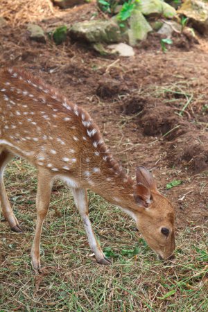 Foto de A Spotted Deer or Axis axis Eating the Grass in the Ground. Spotted Deer's main food is plants and one of the easiest food is grass that grow in the ground. Photographed here is the deer eating the grass. - Imagen libre de derechos