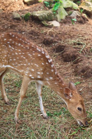 Foto de A Spotted Deer or Axis axis Eating the Grass in the Ground. Spotted Deer's main food is plants and one of the easiest food is grass that grow in the ground. Photographed here is the deer eating the grass. - Imagen libre de derechos