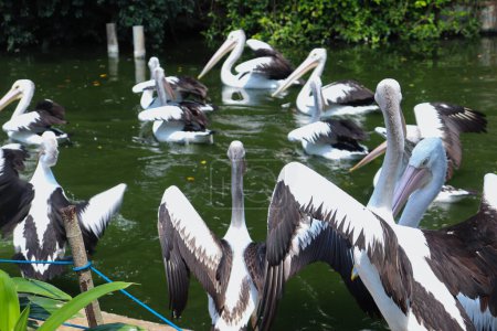 Téléchargez les photos : The Closed Up Picture of the Back View of Australian Pelican Spreading Their Wings - en image libre de droit