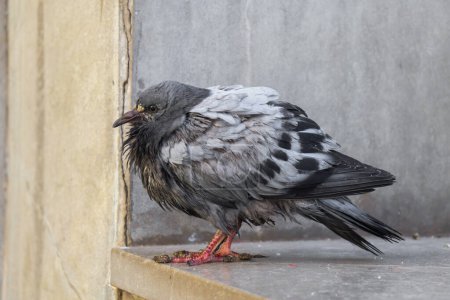 Photo for A Closed Up Picture of Grey Pigeon with Messy Feathers - Royalty Free Image