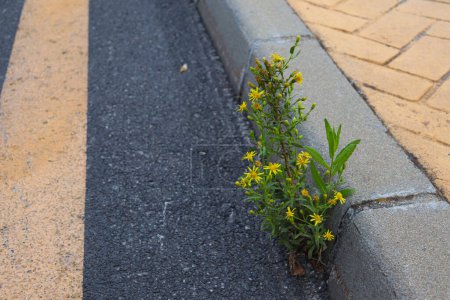 Photo for Yellow Flower Plant Grow on a Little Space on the Street Made of Asphalts - Royalty Free Image
