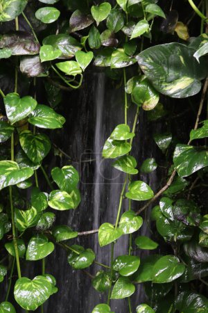 Téléchargez les photos : Une mini cascade sur le mur recouverte de feuilles de pothos vert mondial - en image libre de droit