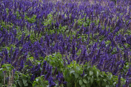 Photo for A Field Full of Blue Salvia, a Flower that has Purple-ish Color - Royalty Free Image